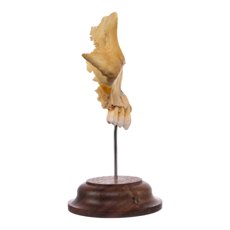 Real Human Maxillary Bone on Stand