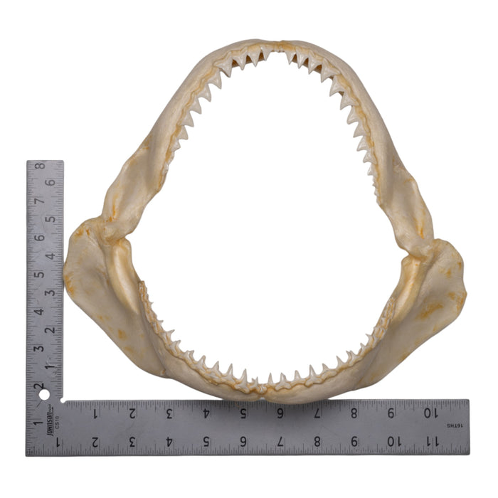 Real Sandbar Shark Jaw (10")