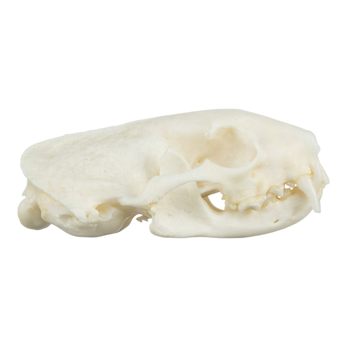 Real Ferret Skeleton - Disarticulated