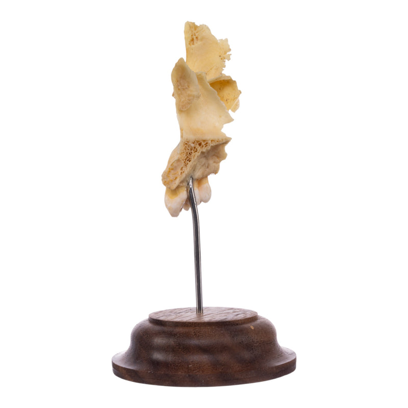 Real Human Maxillary Bone on Stand