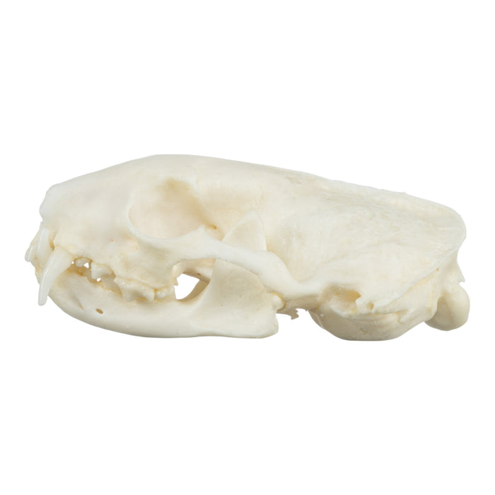 Real Ferret Skeleton - Disarticulated