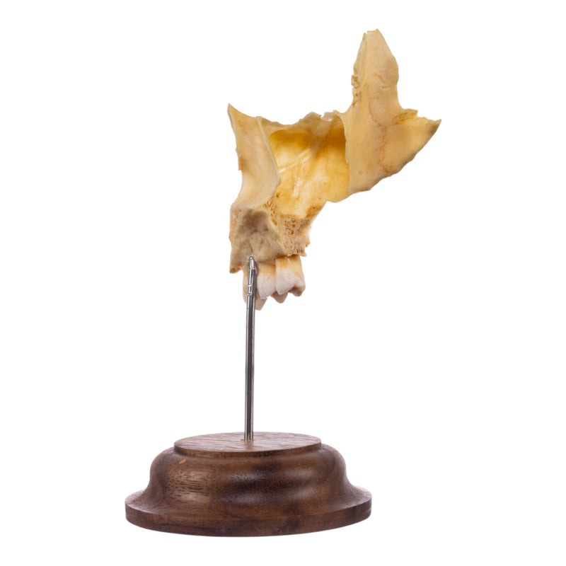Real Human Maxillary Bone on Stand