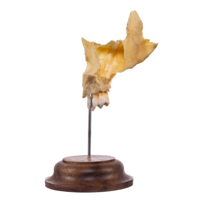 Real Human Maxillary Bone on Stand