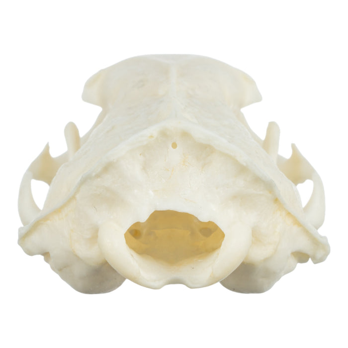 Real Ferret Skeleton - Disarticulated