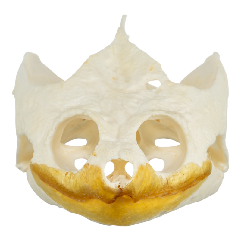 Real Snapping Turtle Skull - Pathology