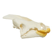 Real Snapping Turtle Skull - Pathology