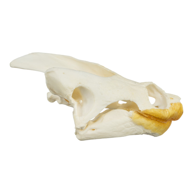 Real Snapping Turtle Skull - Pathology