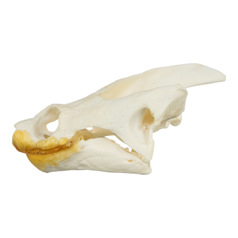 Real Snapping Turtle Skull - Pathology