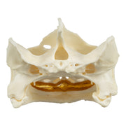 Real Snapping Turtle Skull - Pathology