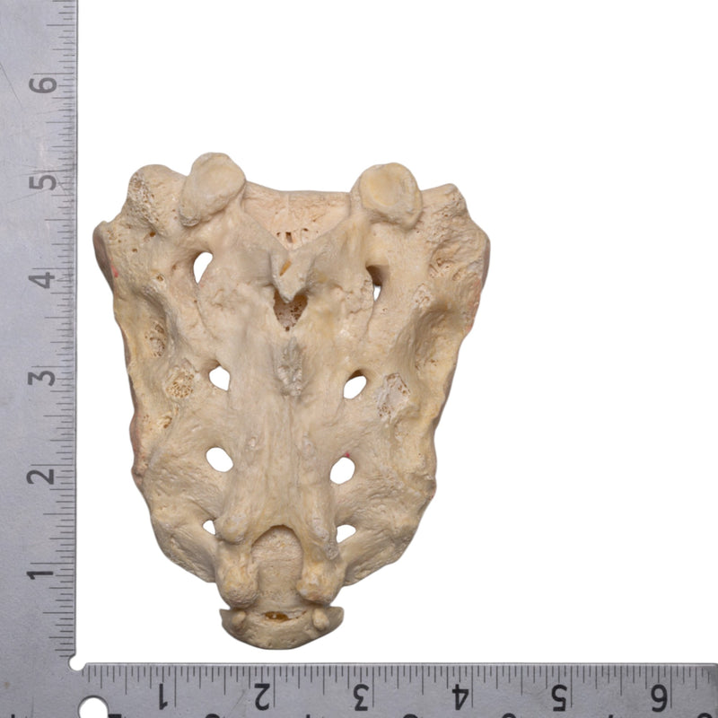 Real Human Sacrum