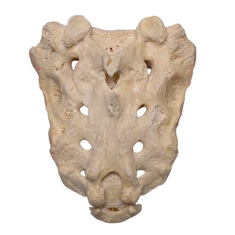Real Human Sacrum