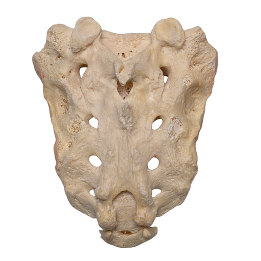 Real Human Sacrum