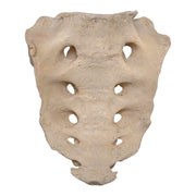 Real Human Sacrum