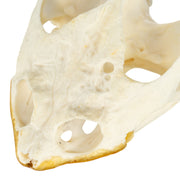 Real Snapping Turtle Skull - Pathology