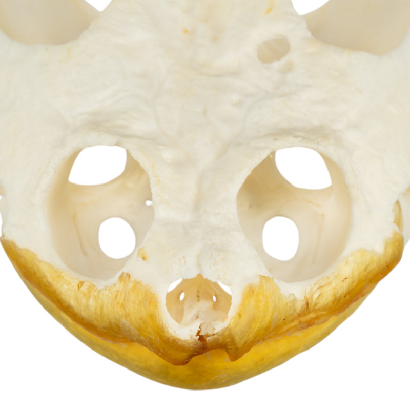 Real Snapping Turtle Skull - Pathology
