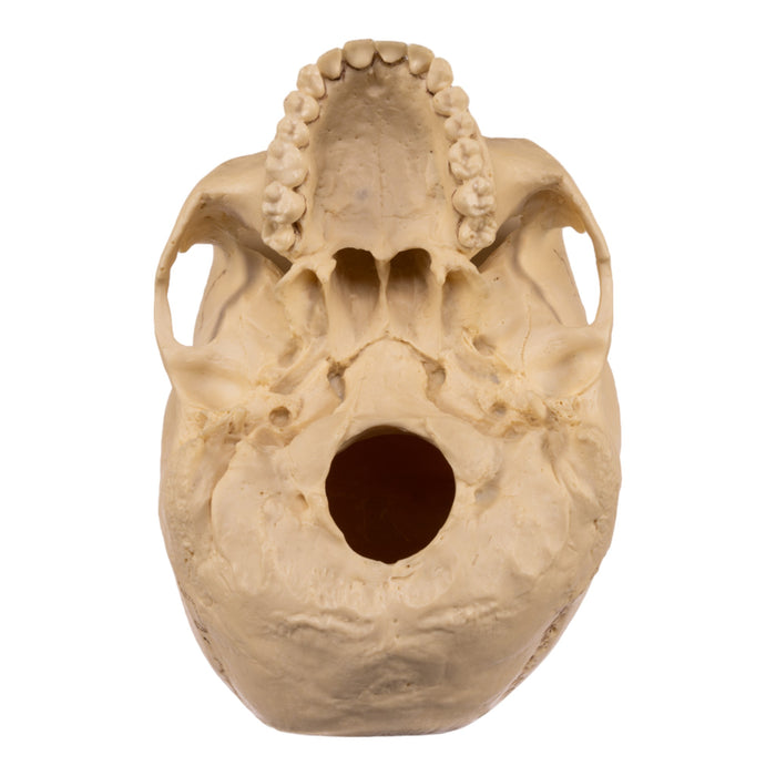 Replica Human Skull - Asian Female
