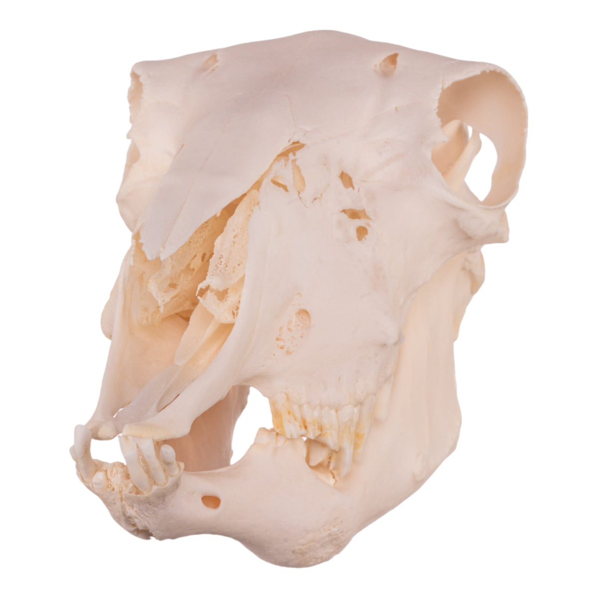 Real Domestic Sheep Skull With Pathology For Sale — Skulls