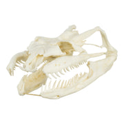 Replica Anaconda Skull