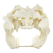 Replica Anaconda Skull