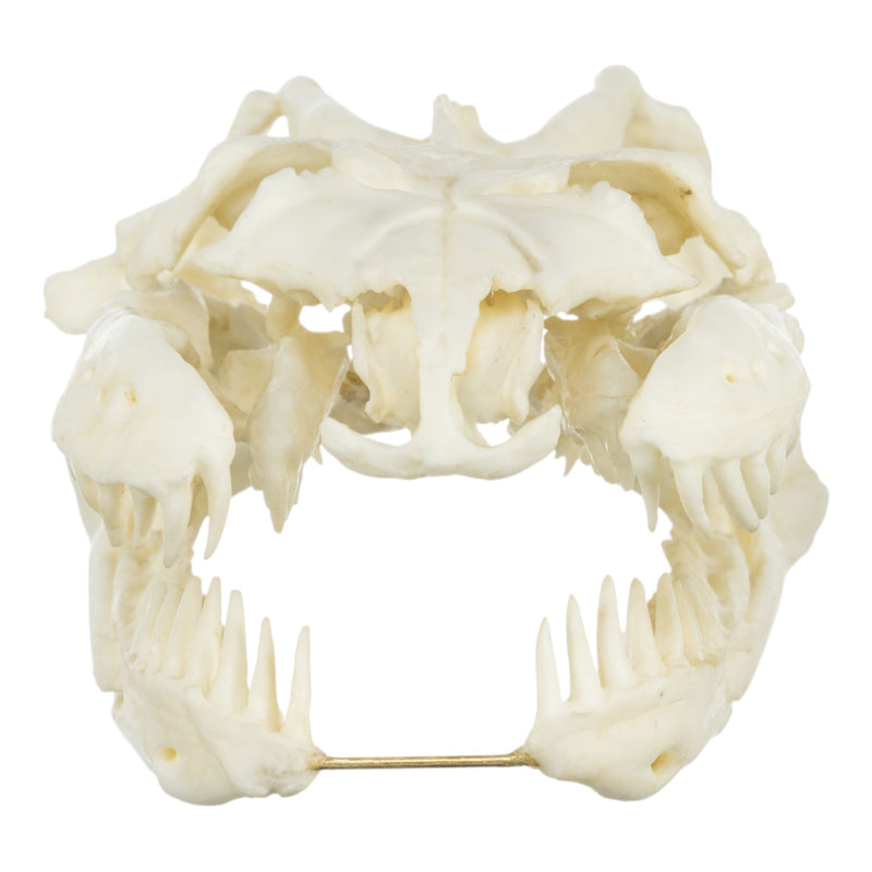 Replica Anaconda Skull