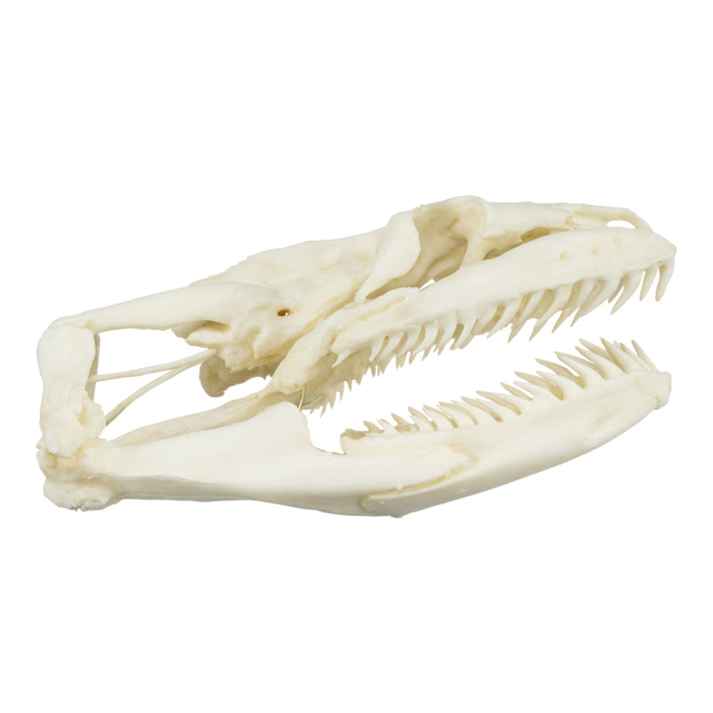 Replica Anaconda Skull