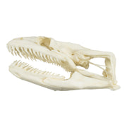 Replica Anaconda Skull