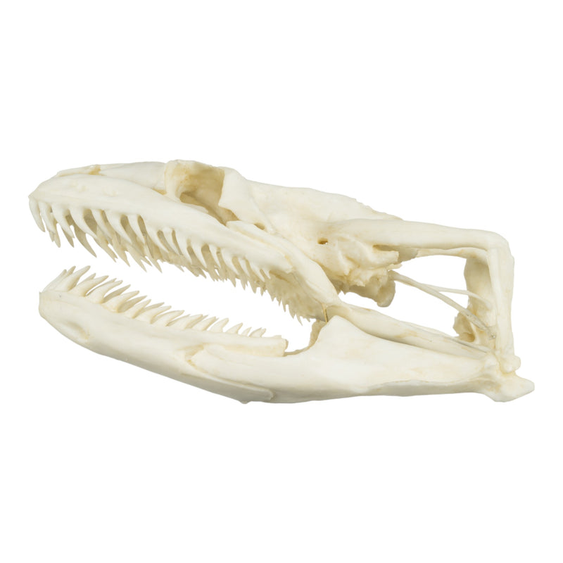 Replica Anaconda Skull