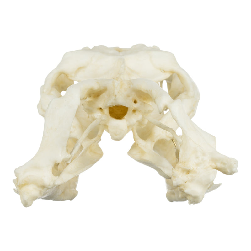 Replica Anaconda Skull