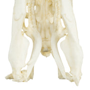 Replica Anaconda Skull