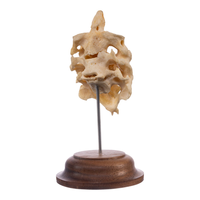 Real Human Atlas and Axis on Stand