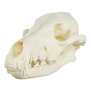 Replica Coyote Skull - Economy