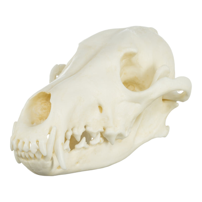 Replica Coyote Skull - Economy