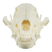 Replica Coyote Skull - Economy