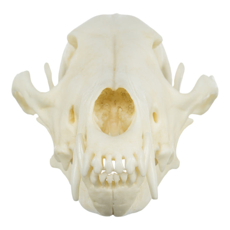 Replica Coyote Skull - Economy