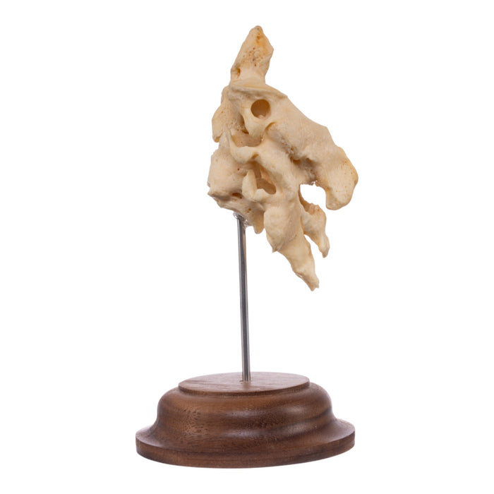 Real Human Atlas and Axis on Stand