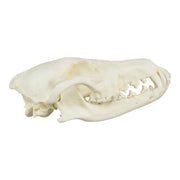 Replica Coyote Skull - Economy