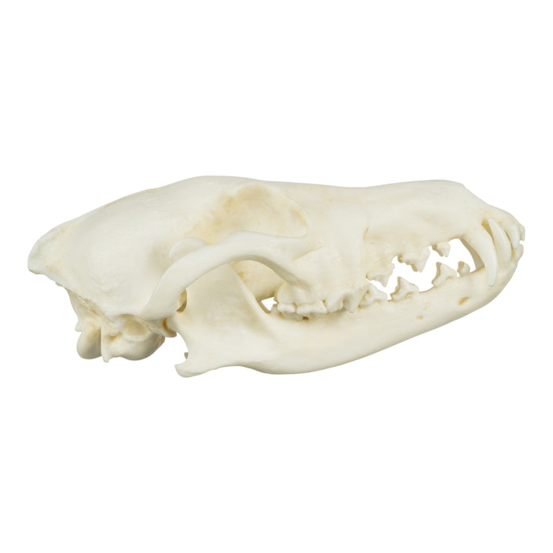 Replica Coyote Skull - Economy