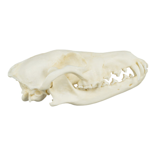 Replica Coyote Skull - Economy