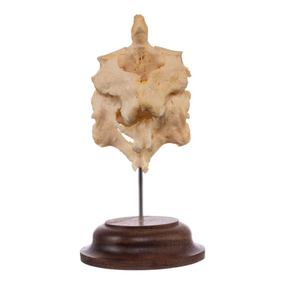 Real Human Atlas and Axis on Stand