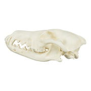 Replica Coyote Skull - Economy