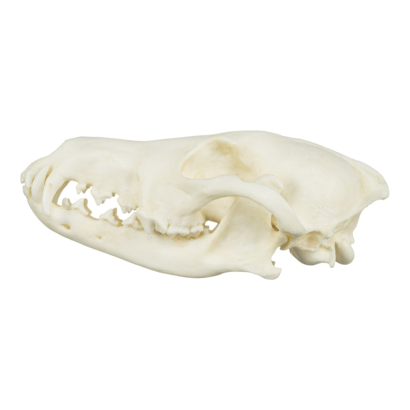 Replica Coyote Skull - Economy