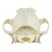 Replica Coyote Skull - Economy