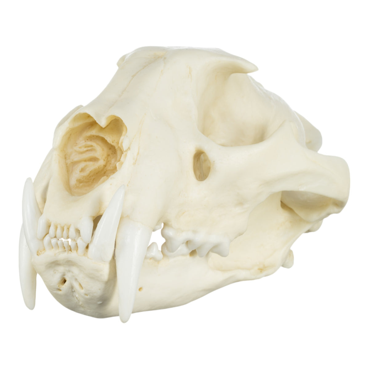 Replica African Leopard Skull For Sale — Skulls Unlimited