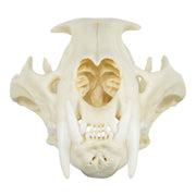 Replica African Leopard Skull