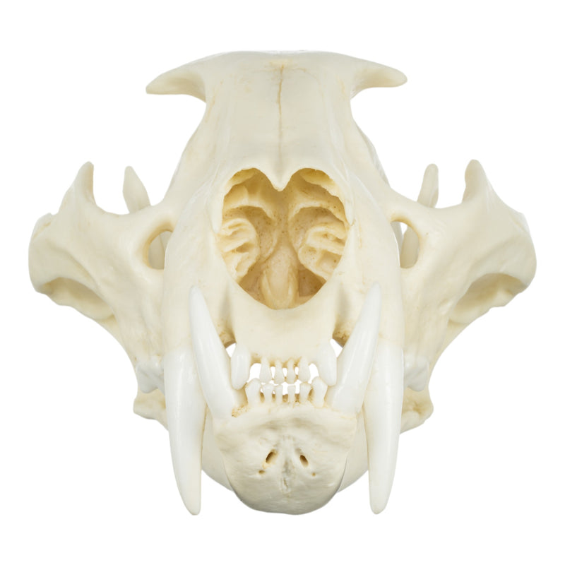 Replica African Leopard Skull