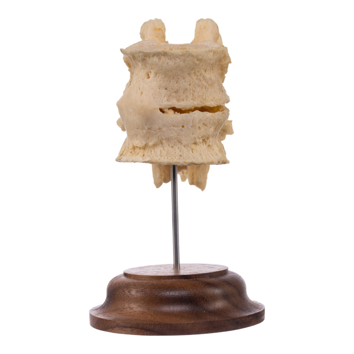 Miscellaneous Pathology