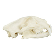 Replica African Leopard Skull