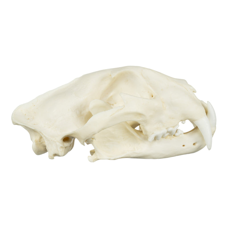 Replica African Leopard Skull