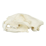 Replica African Leopard Skull