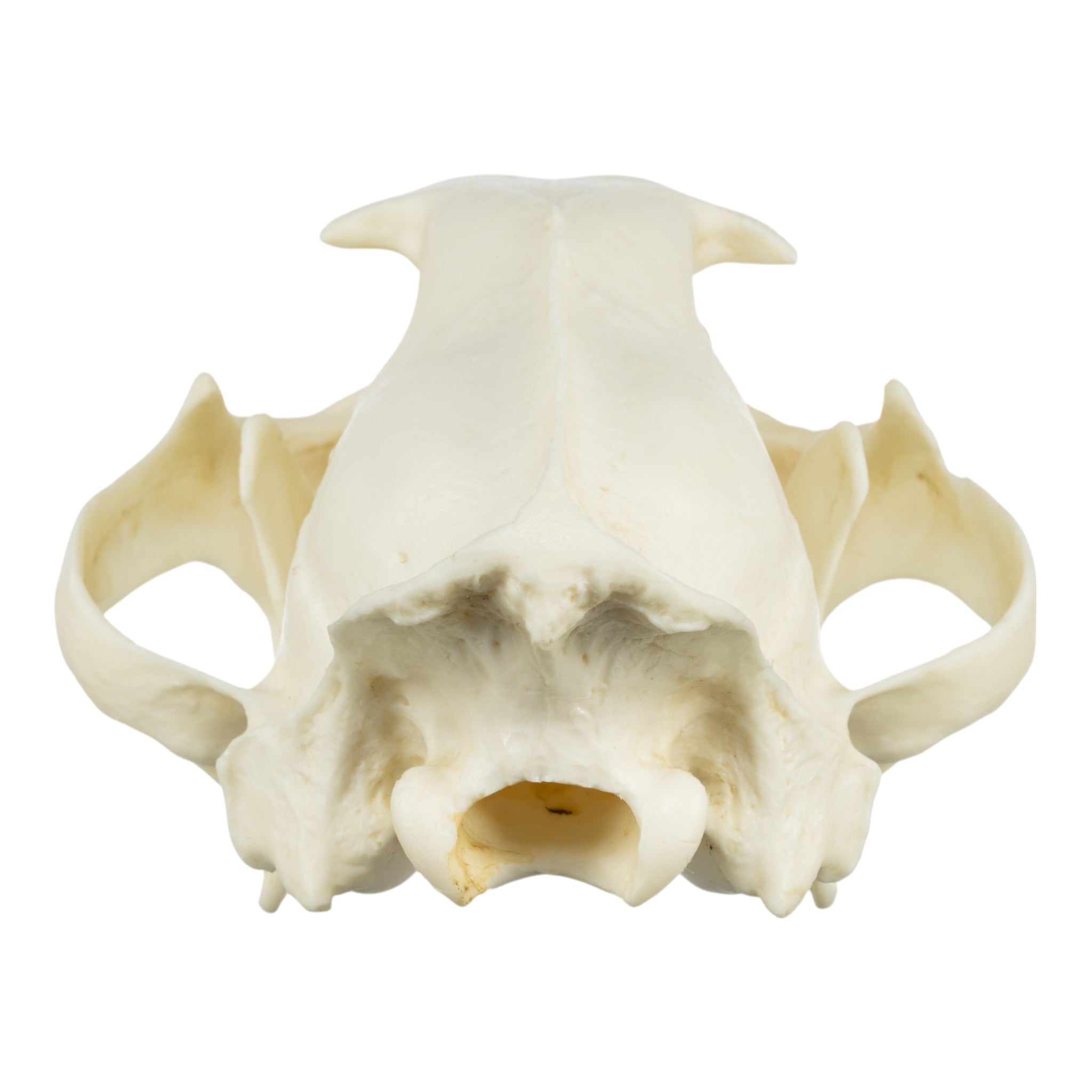 Replica African Leopard Skull For Sale — Skulls Unlimited
